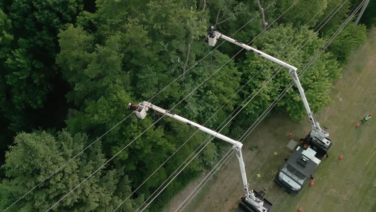 Tree Removal